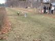 Whippet_race_track_Eyles_property_Pine_Dunes_FP~1_LakeCoDiscoveryMuseum_photo_credit_Joseph_Hmieleski[1]